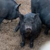 Canicula face ravagii în fermele din insula spaniolă Mallorca / Mortalitatea rasei autohtone de porci negri a crescut dramatic