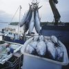 Conflictul din Orientul Mijlociu afectează pescuitul global/ Industria tonului, lovită de explozia costurilor cu combustibilul/ „Unele companii iau în calcul să țină navele în port”