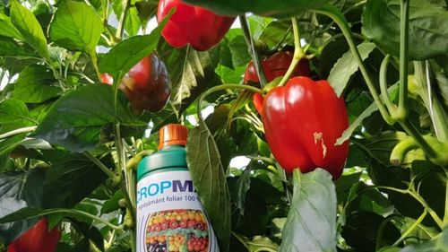 Importatorul și distribuitorul de semințe și îngrășăminte Holland Farming investește 2,1 milioane de euro într-o hală de depozitare și birouri în România