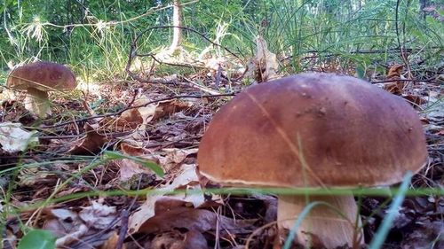 Ciupercile, vedete în weekend la Iași/ 250 de soiuri, inclusiv cea mai toxică din Europa, au fost expuse la Grădina Botanică