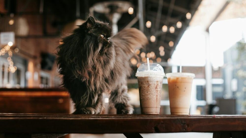 Vara e preferabilă cafeaua rece. Cum prepari rapid un frappuccino acasă sau în bucătăria de la birou?