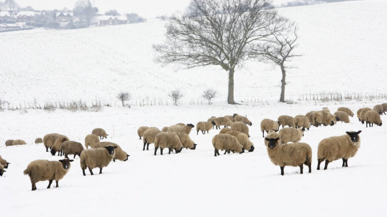 Vâlcea: Circa 10.000 de oi, blocate de zăpadă pe Transalpina; ciobanii au solicitat intervenţia drumarilor