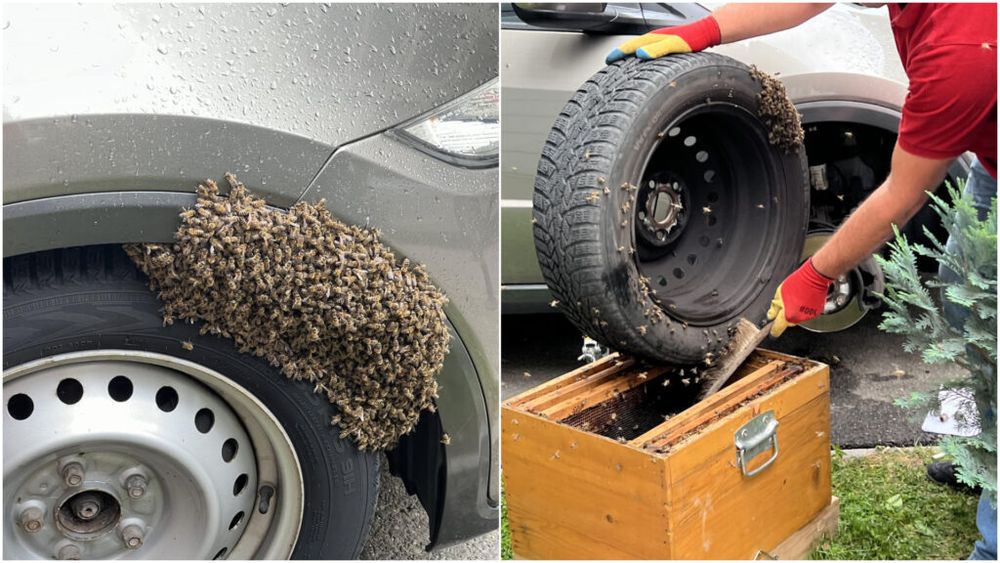 Roi de albine, găsit de proprietarul unei mașini pe roata vehiculului / Insectele, salvate de o organizație