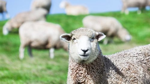 Oile care pasc pe sub panourile fotovoltaice îi ajută pe fermierii americani să supravieţuiască