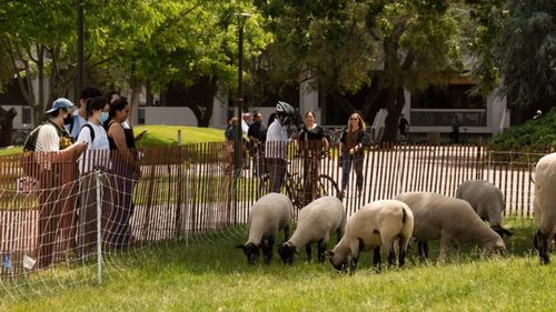Rolul terapeutic al oilor folosite în locul mașinilor de tuns iarba / Student: Mi-a plăcut să văd oaia chiar înainte de examenul de la chimie. M-a ajutat să nu mă stresez