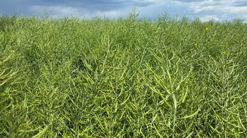 FOTO-VIDEO | Lanurile galbene „instagramabile” au dispărut: Cum arată câmpurile de rapiță, după ce s-a scuturat floarea