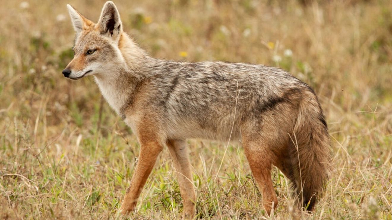 VIDEO | Șacalul auriu amenință tot mai des fermele din România. Acum a început să atace și oamenii! / Cum a influențat epidemia de pestă porcină înmulțirea șacalilor și de ce sunt atât de greu de vânat