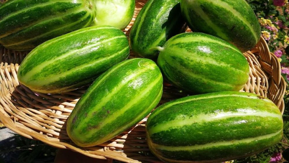 Castravetele carosello, o legumă hibrid natural din sudul Italiei, rezultat din încrucișarea pepenelui galben cu castravetele. A intrat recent în atenția pasionaților de grădinărit pentru calitățile lui