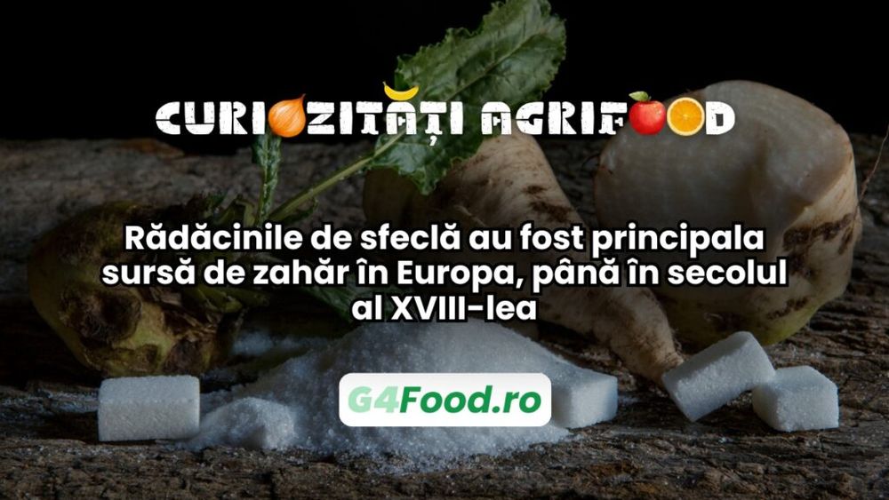 Curiozități agri-food 16 ianuarie: Rădăcinile de sfeclă au fost principala sursă de zahăr în Europa, până în secolul al XVIII-lea