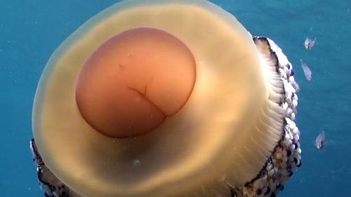 Meduza ”ou prajit” care a invadat coastele Spaniei. Nu este periculoasă și chiar arată ca un ou ochi