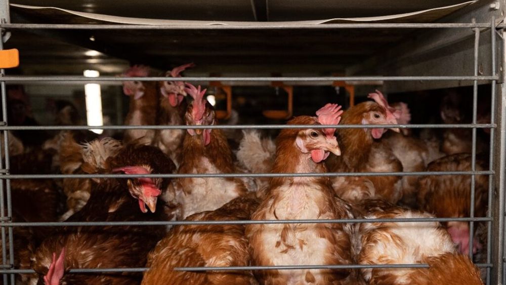 Propunerea legislativă pentru eliminarea cuștilor pentru găinile ouătoare avansează în Parlament după avize favorabile