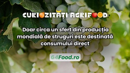 Curiozități agrifood: Doar circa un sfert din producția mondială de struguri este destinată consumului direct