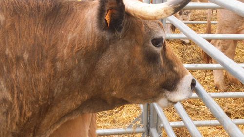 1155 de crescători de bovine ( peste 91 UVM ), de suine și de păsări au solicitat ajutorul de stat oferit de guvern în contextul crizei economice generate de pandemia COVID -19; care este județul cu cele mai puține cereri