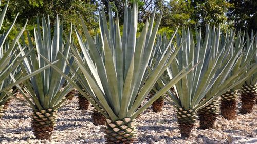 Vinul pierde teren în California / De ce unii viticultori vor să înlocuiască vița-de-vie cu agave