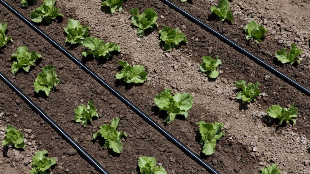 Totul despre sistemul de irigație prin picurare. Care sunt avantajele față de sistemul clasic de udare prin cădere