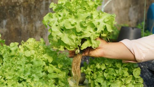 Salată şi lămâi crescute cu umezeala din atmosferă în Atacama, cel mai arid deşert din lume