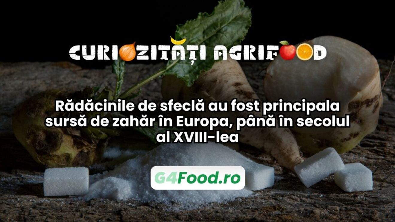 Curiozități agri-food 16 ianuarie: Rădăcinile de sfeclă au fost principala sursă de zahăr în Europa, până în secolul al XVIII-lea