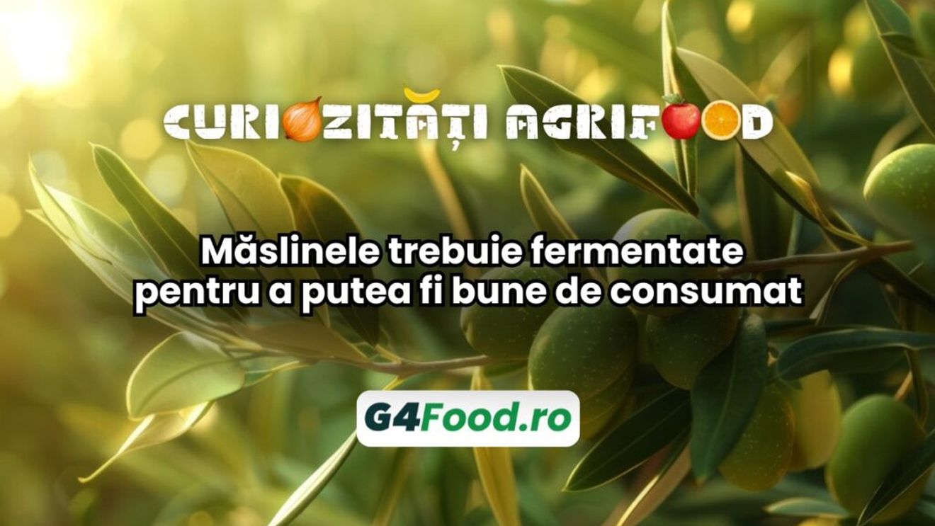Curiozități agri-food 29 noiembrie - Măslinele trebuie fermentate pentru a putea fi bune de consumat