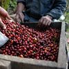 Cafeaua cultivată în Italia, o premieră care ar fi părut imposibilă acum câteva decenii. La Palermo a fost recoltat primul lot de Arabica / Cum schimbă clima agricultura