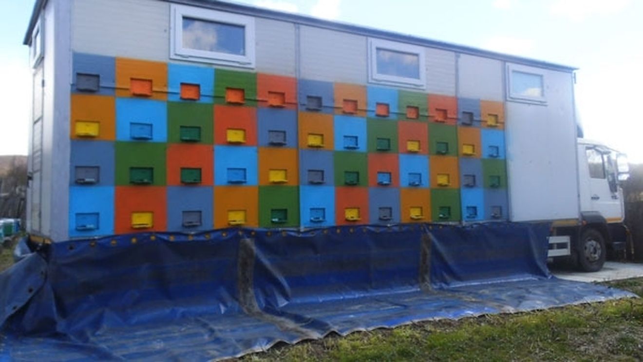 Ploile din primăvară au afectat producția de miere de salcâm, iar apicultorii acuză pe rețelele de socializare prețurile mici oferite de comercianți și procesatori