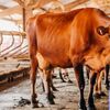 Vine canicula! De câtă apă au nevoie animalele din gospodărie