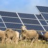 Volkswagen a „angajat” 100 de oi / Animalele pasc sub 31.000 de panouri solare, în locul mașinilor de tuns iarba