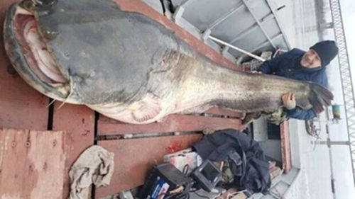 Un somn agresiv de 90 de kilograme, împușcat de poliție în Germania / Peștele a atacat mai mulți înotători într-un lac din Bavaria