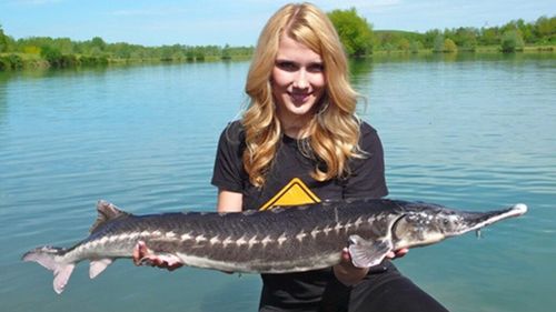 Cinci sturioni prinși ilegal cu plase de pescuit în Tulcea, eliberați de Poliția de Frontieră