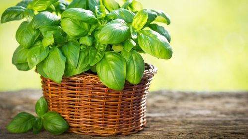 Busuiocul „Miron”, omologat de Banca de Resurse Vegetale Genetice Buzău / Numele e dat în onoarea lui Miron Cristea, primul patriarh al creştinismului ortodox românesc