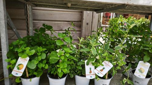 FOTO-VIDEO | Plantele aromatice, esența bucătăriei mediteraneene / Știați că există mentă cu aromă de portocală, lămâie, ananas și chiar de gin tonic sau de piñacolada?