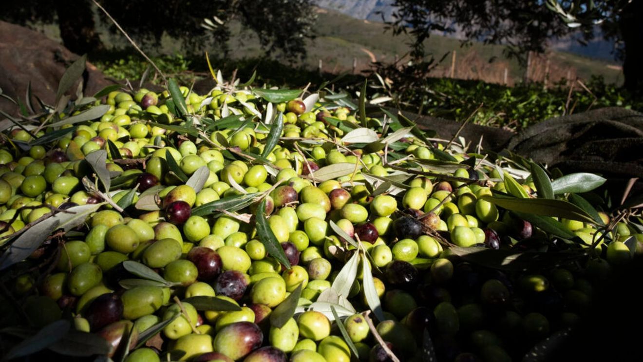 Europa riscă să piardă supremația producției de ulei de măsline / Se întrevede o evoluție similară cu cea de pe piața vinului