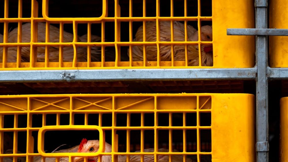 Caraș-Severin: Păsări vii și carne, transportate în vehicule neautorizate sanitar-veterinar / Polițiștii au aplicat amenzi