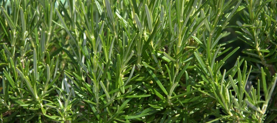 Plantele aromatice din grădina ta, despre care nu știai că sunt inflamabile și pot alimenta incendiile / Experții avertizează asupra unor riscuri ignorate