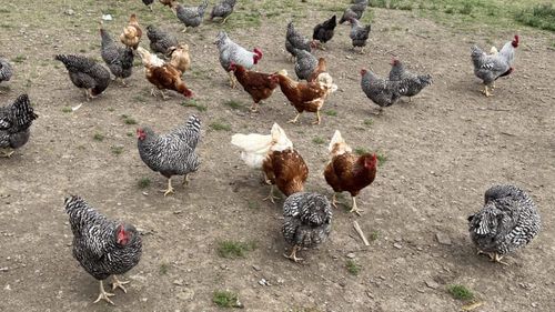 ANSVSA: Campania europeană #NoBirdFlu ajunge în România. Reguli stricte de biosecuritate pentru micii crescători de păsări