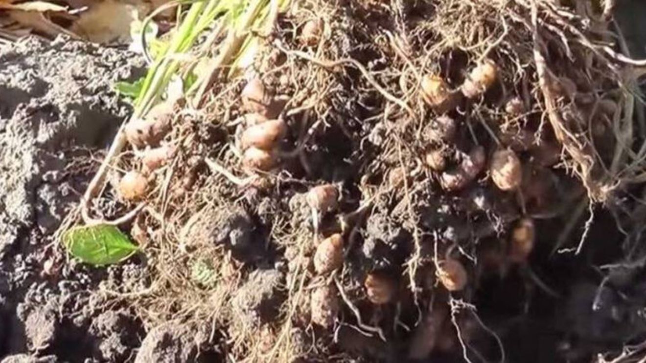 Migdale de pământ, plantate în Parcul Crâng din Buzău. Sunt mai dulci ca alunele și rezistă bine la secetă