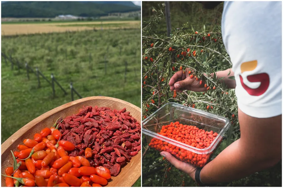 fermier cu valoare adăugată, goji românesc, procesare