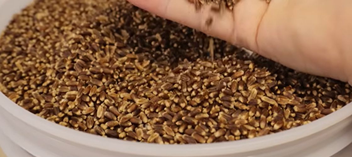 Grâul mov, cea mai nouă descoperire care face valuri în industria alimentară / A fost creat cu ajutorul unei linii genetice din România