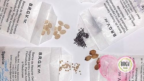 500 de kituri conținând 7500 de plicuri cu semințe au fost distribuite gratuit de Banca de Resurse Vegetale Genetice (BRGV) Buzău