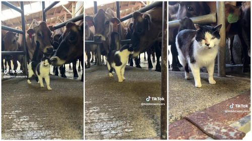 VIDEO Relația unei pisici de fermă cu celelalte animale de pe proprietate a cucerit internetul / Felina, considerată „prețioasă” și „drăgălașă peste măsură”