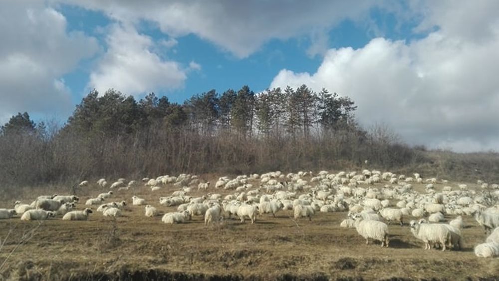 Fermierul român e puternic! Oierul Dorel Bora din comuna Sânpaul, județul Cluj, livrează, săptămânal, cantități mari de lapte unui procesator din județul Maramureș