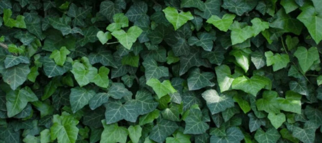 Cum să distrugi iedera, plantă care îți distruge zidurile casei/ Pregătește un erbicid natural din trei ingrediente pe care le ai în bucătărie