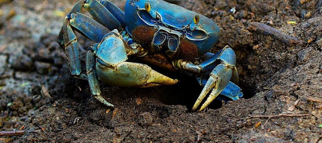 Exporturile de crab albastru din Venezuela, un produs considerat premium pe piața americană, au fost suspendate brusc, lăsând fără venituri mii de pescari