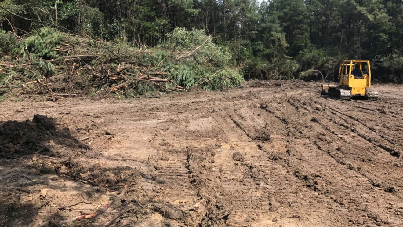 Comisia Europeană anunţă modificarea Regulamentului UE privind defrişările