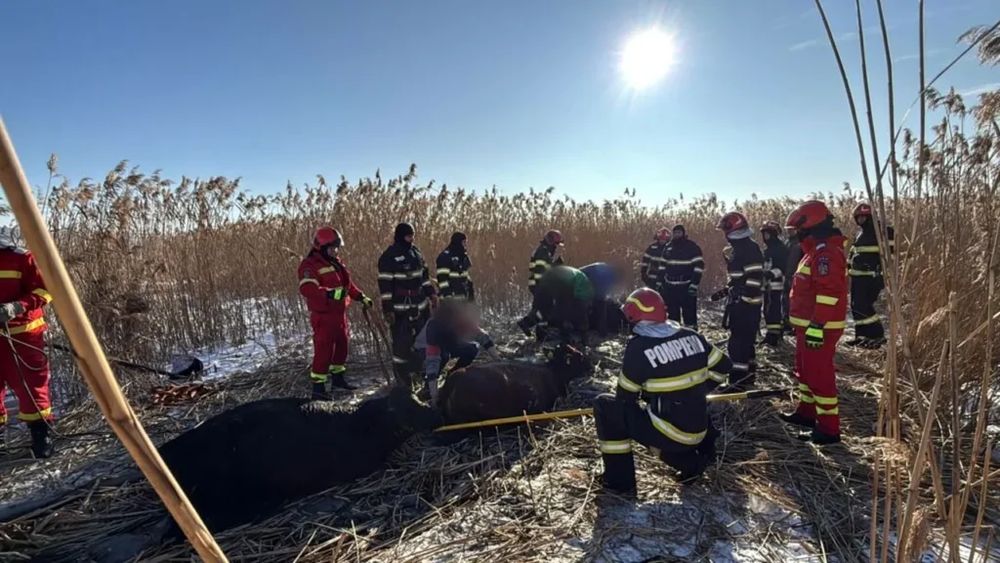 Intervenţie complexă a pompierilor pentru salvarea a 23 de vaci căzute într-un iaz în județul Suceava