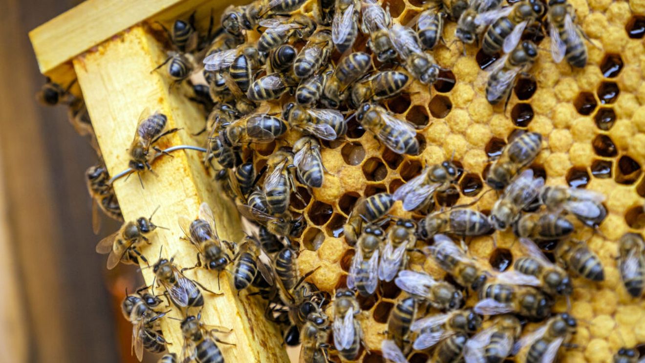 Albinele pot număra, spun cercetătorii / Noua descoperire schimbă felul în care înțelegem inteligența insectelor