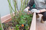7 fructe și legume care cresc bine la umbră, în ghivece pe balcon. Nu ai nevoie de o terasă însorită pentru o recoltă bogată