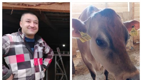 Minerul care a transformat o pasiune într-o mică afacere: Florin Gârgă are o cireadă de vaci „Jersey” și spune că nu mai face față comenzilor: „Cererea e foarte mare. Avem clienți și din Spania, Belgia, Germania” / Cum a ajuns să acceseze fonduri europene