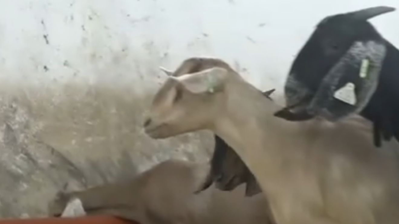 O nouă rasă de capre ar putea apărea în România / Ce au special animalele obținute de cercetătorii din Botoșani