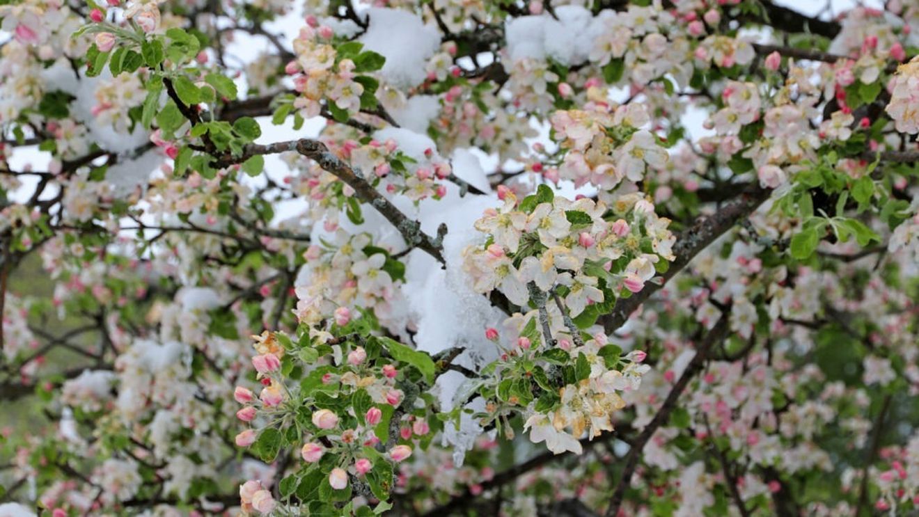 Comisia Europeană acordă 50 de milioane de euro sprijin de urgență fermierilor din șase țări afectate de îngheț și furtuni / România primește 11,5 milioane de euro