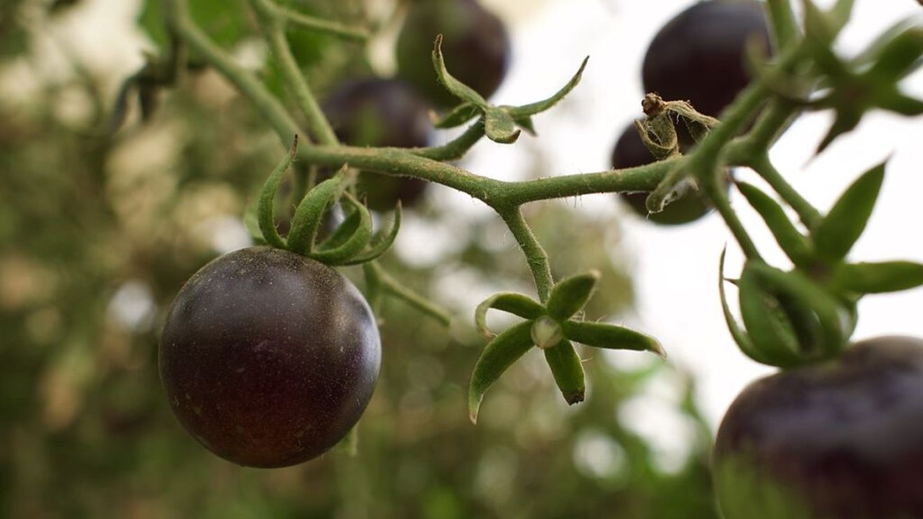 Roșia neagră: Cum se cultivă și cum o îngrijești până la recoltă / Cu un gust unic, bogată în antioxidanți și relativ ușor de cultivat, este o alegere excelentă pentru grădinarii amatori și profesioniști deopotrivă